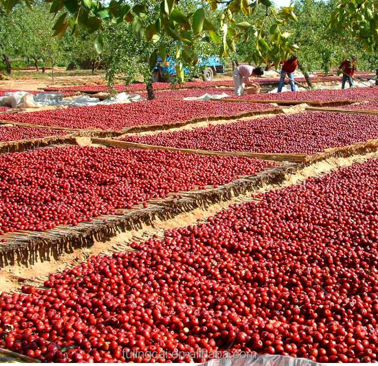 High quality red dates from China