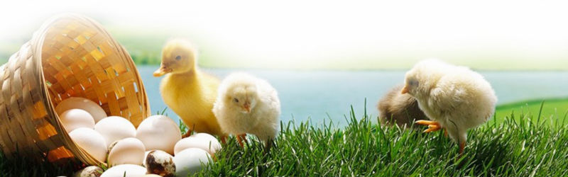 Diy incubator for duck eggs  incubator Chicken