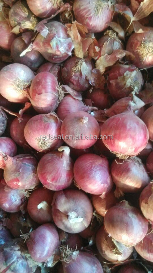 Medium Size Fresh Red Onion
