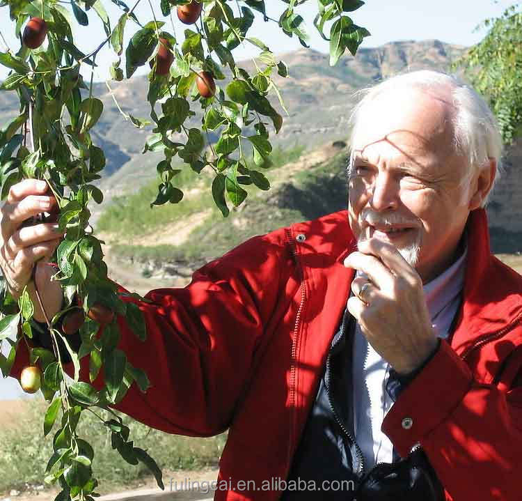 High quality red dates from China