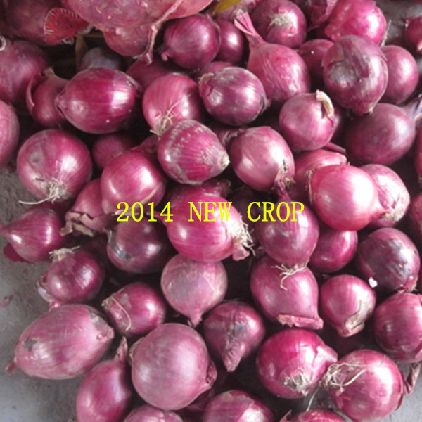 2014 Fresh Red Onion No.1competitive price