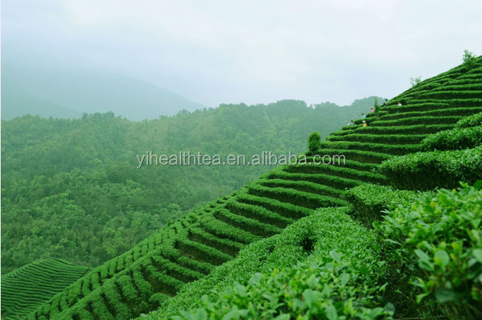 2014 fresh E.U. JAS.USDA Certified 100% organic green tea