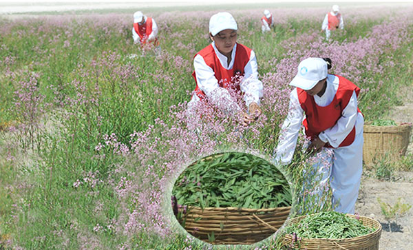 Apocynum venetum tea to regulate blood pressure