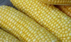 native no GMO corn starch with price