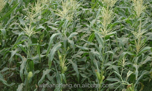 Animal Feed Yellow Corn Maize Low Prices (WBTC0100)