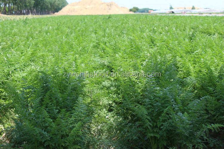 2014 New Crop Red Skin Fresh Carrots Price for Export from China