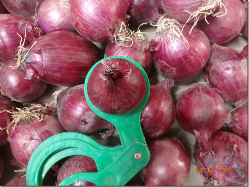 2014 new corp fresh onion/red onion