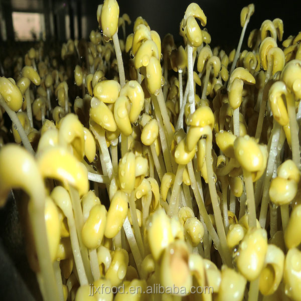 best quality frozensoybean sprouts in frozen vegetables