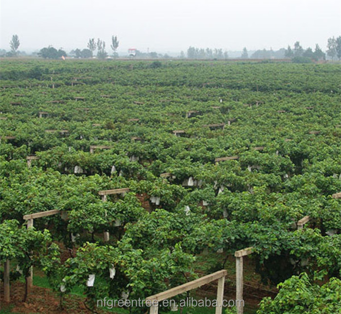Typical sweet grape sugar from original supplier