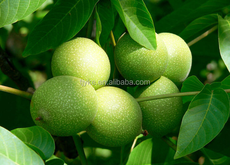 chinese walnut in shell