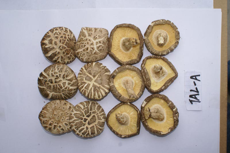 canned button mushroom