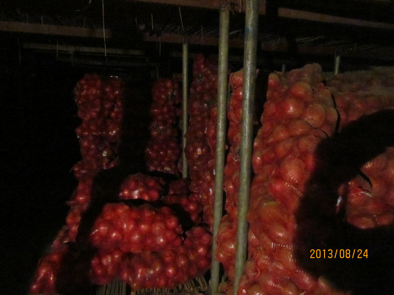 2013 new crop fresh red onion