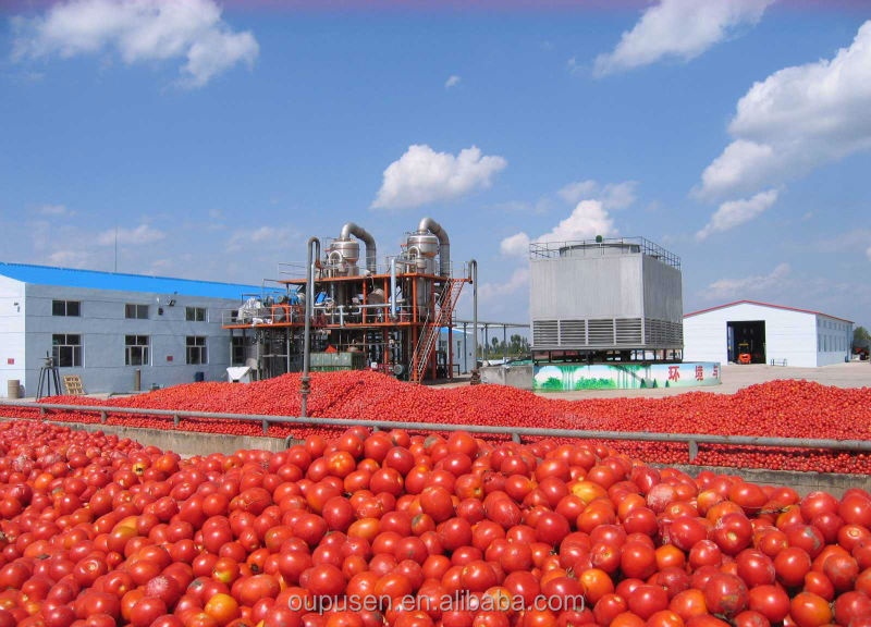 In Tinned Tomato Paste Best Tomato Paste