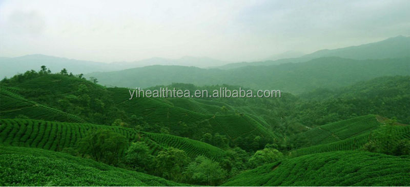 Strong Design Support Bagged Tea Sachet Tea