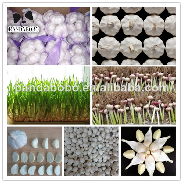 wholesale garlic price export to dubai