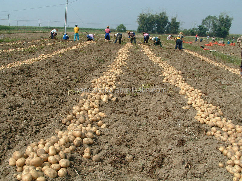 2014 New high quality fresh potatoes bulk supplier