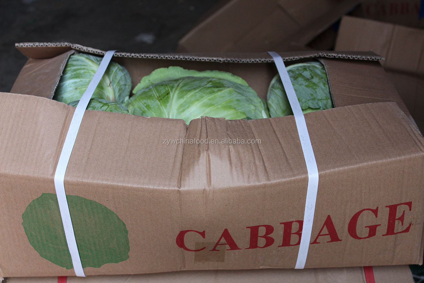 New Crop Chinese Cabbage Fresh Organic Cabbage - Good Supplier