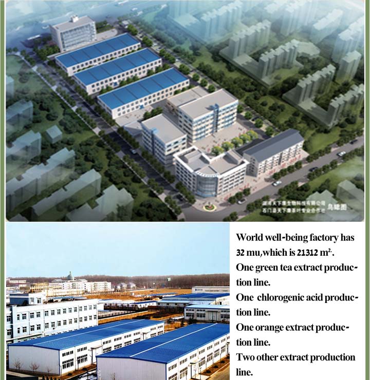 HPLC 10% 20% cocoa extract powder cacao theobromine