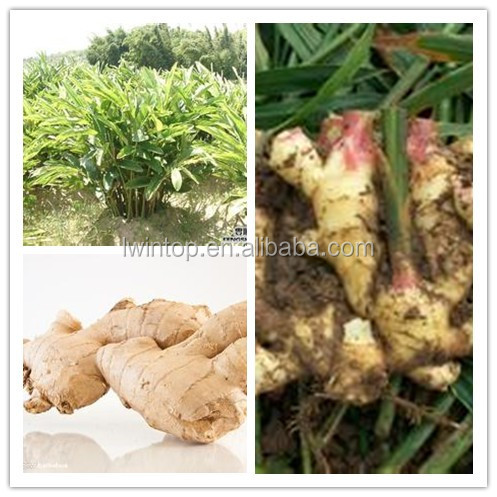 China 2013 new crop fresh ginger,air dried ginger low price