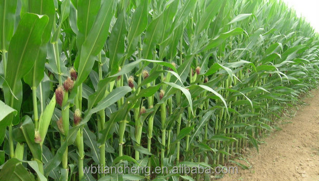 China Manufacturer Bulk Stock Yellow Corn Maize Low Prices (WBTC0098)