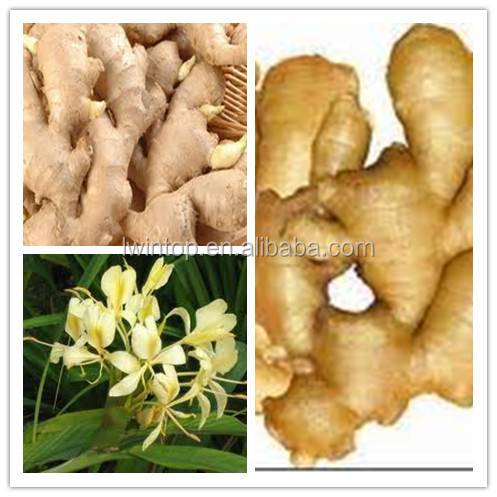 Fresh Ginger export of agriculture products/wholesale ginger price