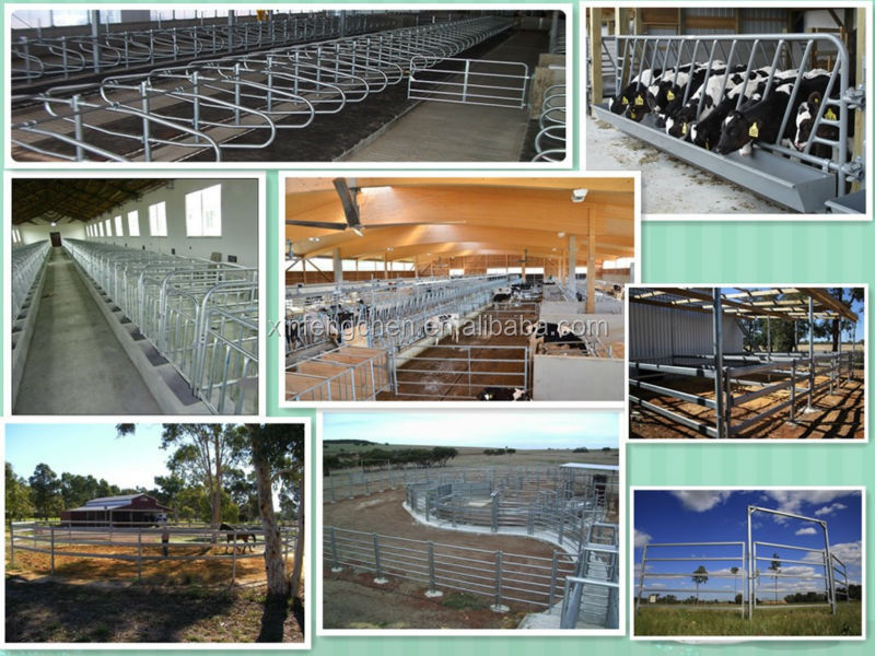 cattle