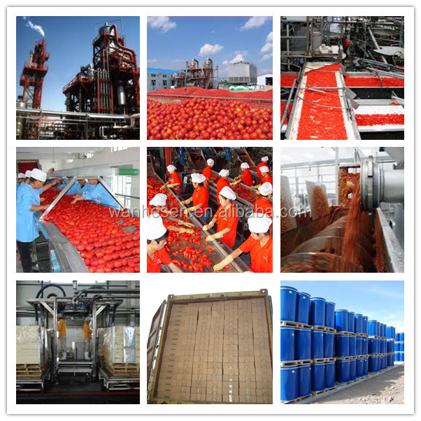kosher food companies 800g canned tomato sauce supplier in china with good quality