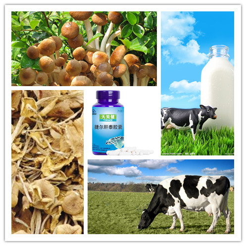 Liver Tonic: Levon Agrocybe Cylindracea Capsule