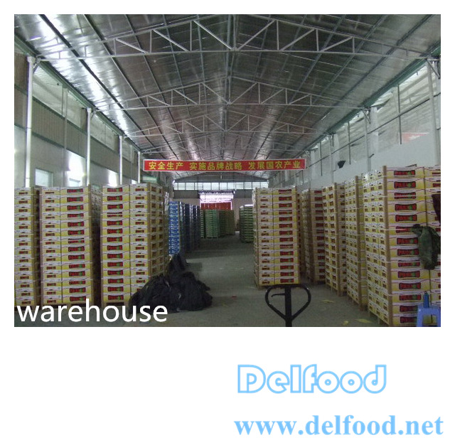 excellent pomelo grapefruit for export