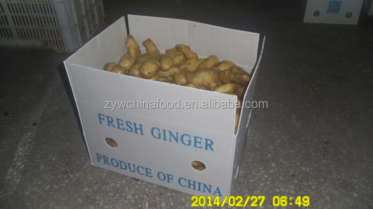 2014 High Quality New Crop Chinese Fresh Ginger Prices Best Exporter in Shandong of China
