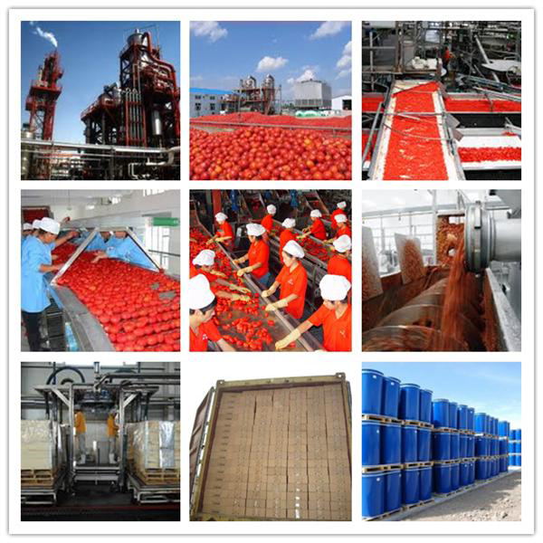 tomato ketchup specification