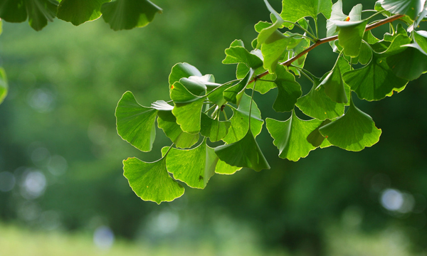 Ginkgo biloba extract