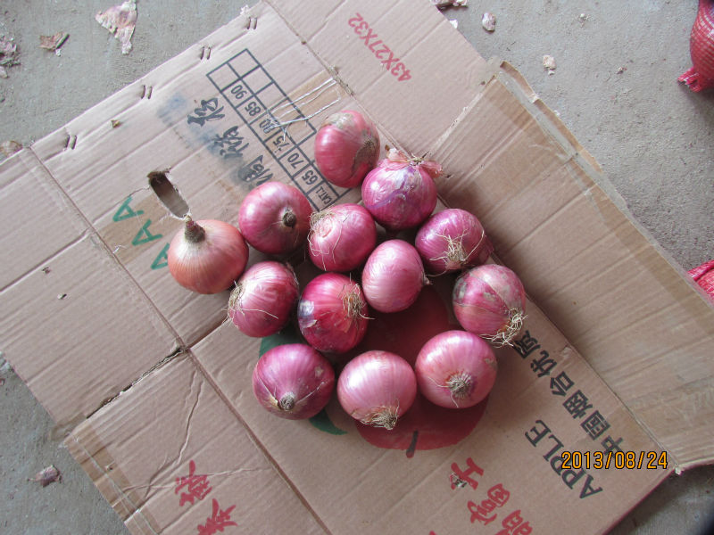 2014 new corp fresh small onions