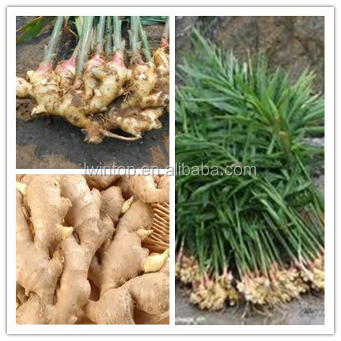 fresh good quality ginger,market prices for ginger