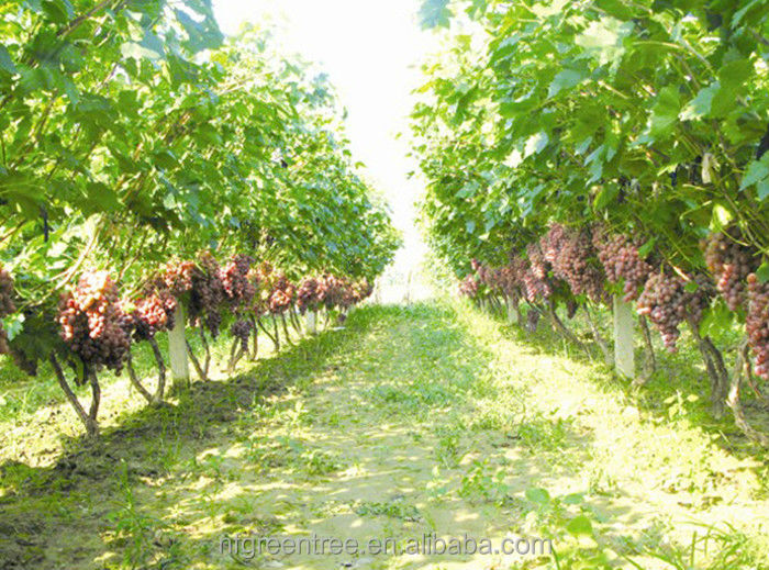 Typical sweet grape sugar from original supplier