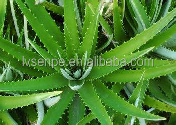 promoting the blood circulation function aloe vera extract aloin