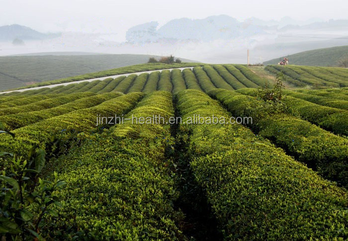 Jiao gu lan Cool and refreshing tea