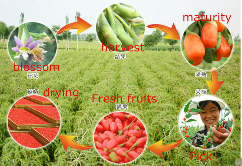 Low pesticide residue dried goji berries