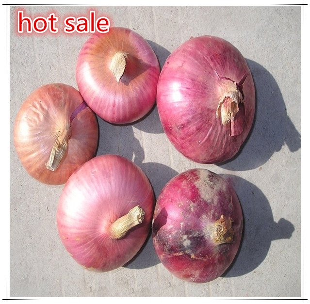 high quality red onion