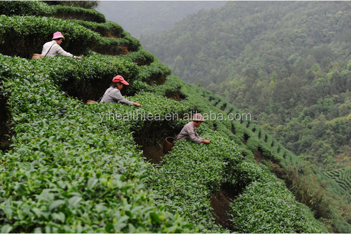 2014 fresh E.U. JAS.USDA Certified 100% organic green tea