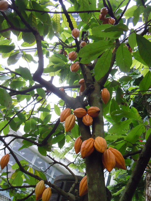 HPLC 10% 20% cocoa extract powder cacao theobromine