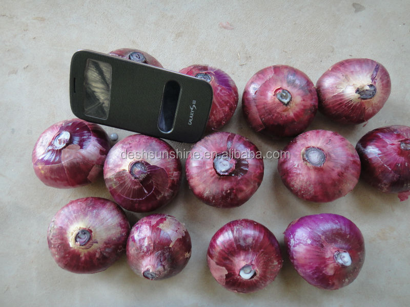 Export New Crop Red Onion