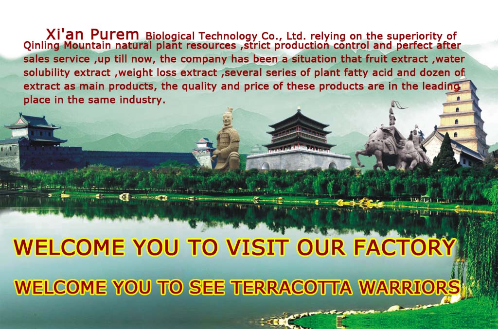 GMP Green tea extract powder
