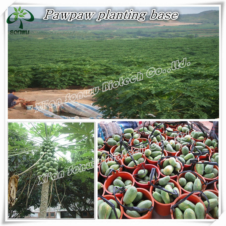 pawpaw extract papain enzyme tablets enzyme papain