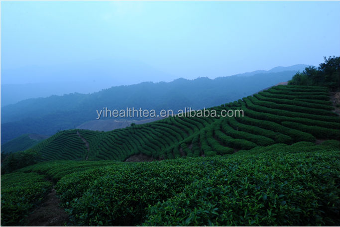 Best quality E.U, USDA,JAS certificated organic green tea