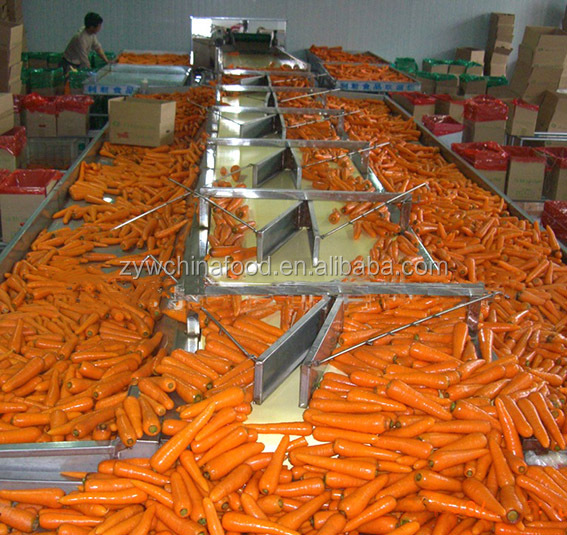 2014 New Crop Red Skin Fresh Carrots Price for Export from China
