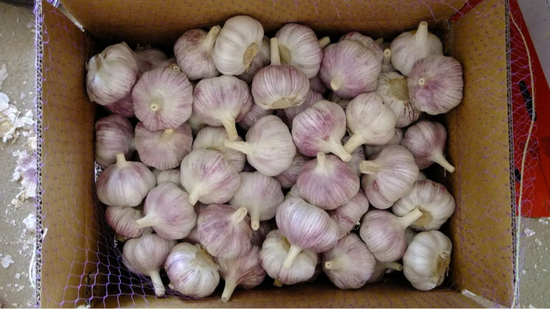 Grade A Garlic Price in Jinxiang Market