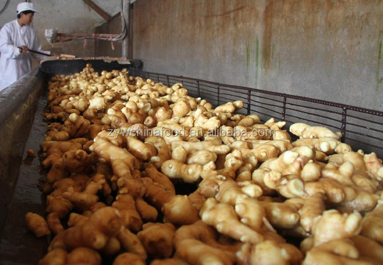 2014 High Quality New Crop Chinese Fresh Ginger Prices Best Exporter in Shandong of China