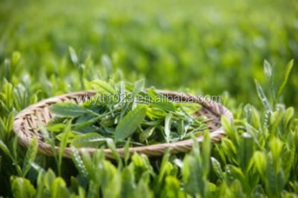 pure nature green tea extract/ EGCG/ catechin