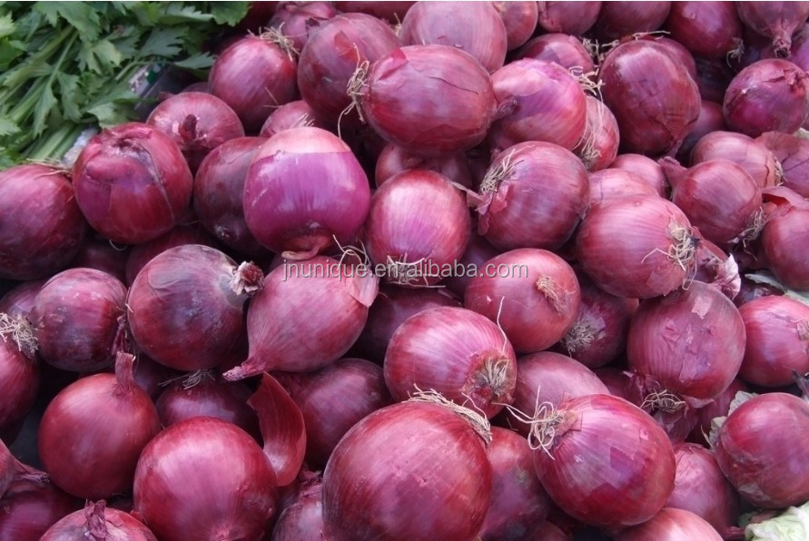 Fresh onion for export in various pack